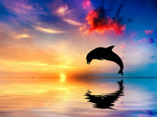 黄昏海豚高清图片