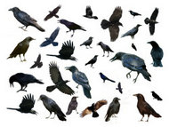 多种鸟分层图片素材