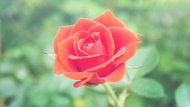Sweet rose图片素材