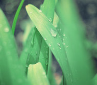 雨珠绿色叶子图片素材