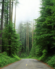 森林公路素材图片素材