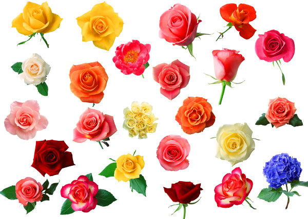 各式各样的玫瑰花图片素材