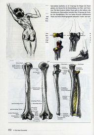 人体结构图解图片素材