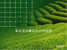 绿色茶山景观PPT模板