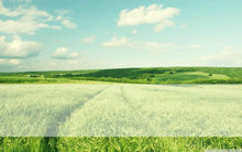 绿色麦田风景PPT模板