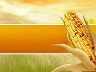 成熟玉米农作物PPT模板