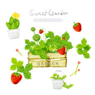 草莓绿叶与花盆PSD素材