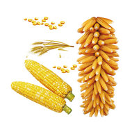 玉米大豆PSD素材