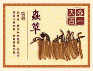 中国风虫草图片PSD素材