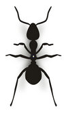黑色蚂蚁cdr矢量图