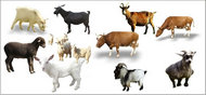 牛羊动物牲畜矢量素材