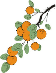 手绘水果柿子矢量图