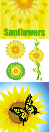 太阳花矢量图