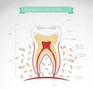 牙齿形态解剖图矢量图
