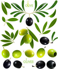 油橄榄和橄榄矢量图