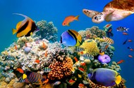 海底世界生物图片