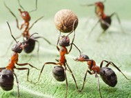 蚂蚁搬东西图片