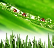 绿叶水珠瓢虫图片
