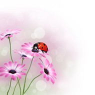 粉色雏菊背景图片