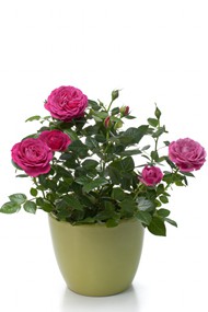 盆栽玫瑰花图片