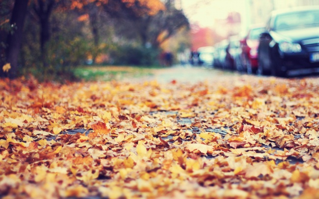 秋天凄美的图片