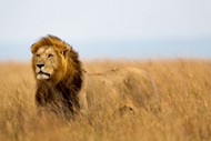 非洲草原狮子图片