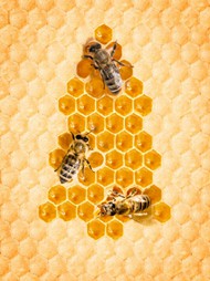 黄色蜂巢蜜背景图片