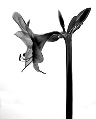 黑白百合花图片