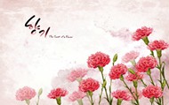 韩国风格康乃馨图片