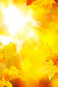 黄色秋叶逆光图片