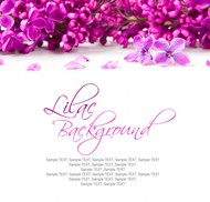 紫红色花穗背景图片