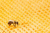 黄色蜂巢蜜图片背景