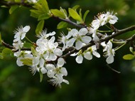 春天白色梅花图片