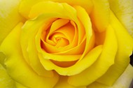 黄色微距玫瑰花图片