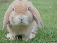 草地可爱萌兔子图片