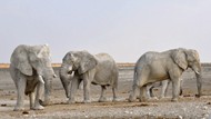 非洲大象图片