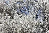 白色的樱花树图片