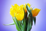 黄色郁金香花束图片