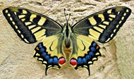 彩色燕尾蝶图片