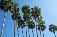 棕榈树图片素材