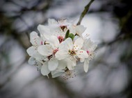 日本白色樱花图片