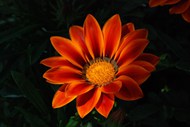 橙色菊花图片