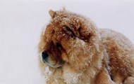 大松狮犬图片