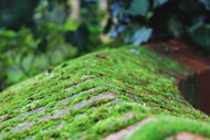 春天绿色苔藓图片