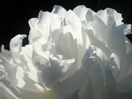 微距白色牡丹花图片