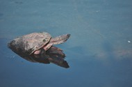 水面海龟图片