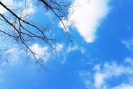 树枝蓝天白云图片
