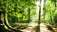 绿色逆光森林图片