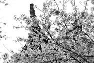 樱花黑白图片