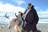 藏民与牦牛图片